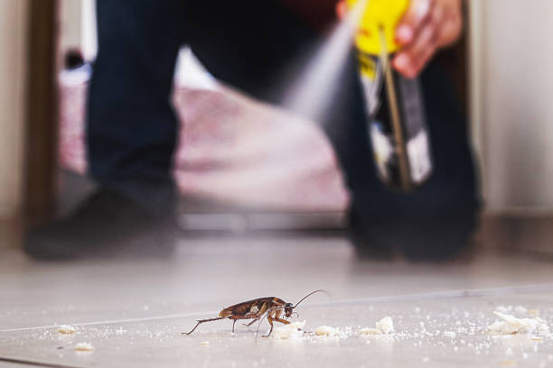 Best Wasp Removal Services  in Gaffney, SC